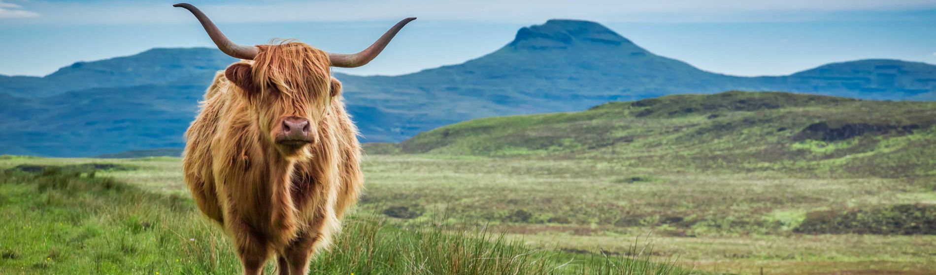 weidekuh_auf_der_insel_skye_in_schottland.jpg