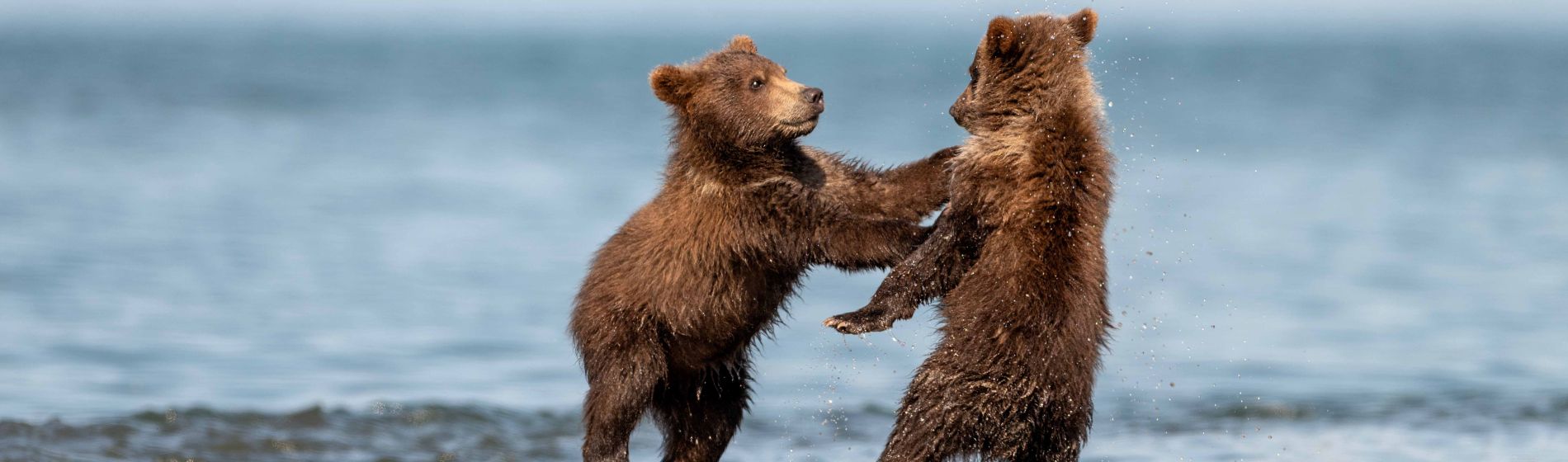 wild_brown_bear_kamtchatka.jpg