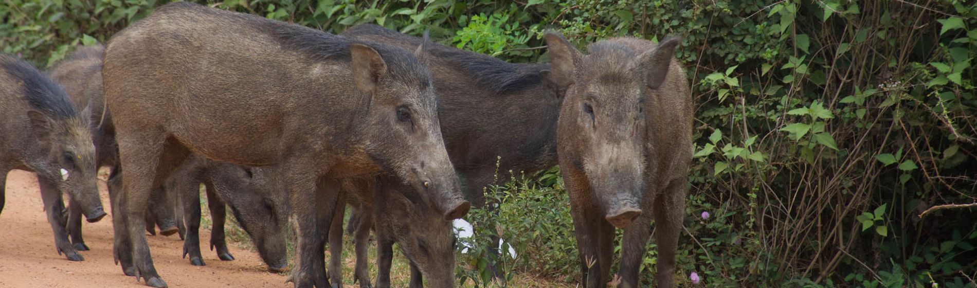 wildschweine_header.jpg